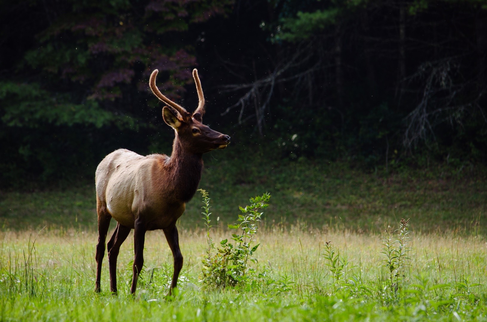 wildlife-deer-mammal-fauna-grassland-vertebrate-2811-pxhere.com