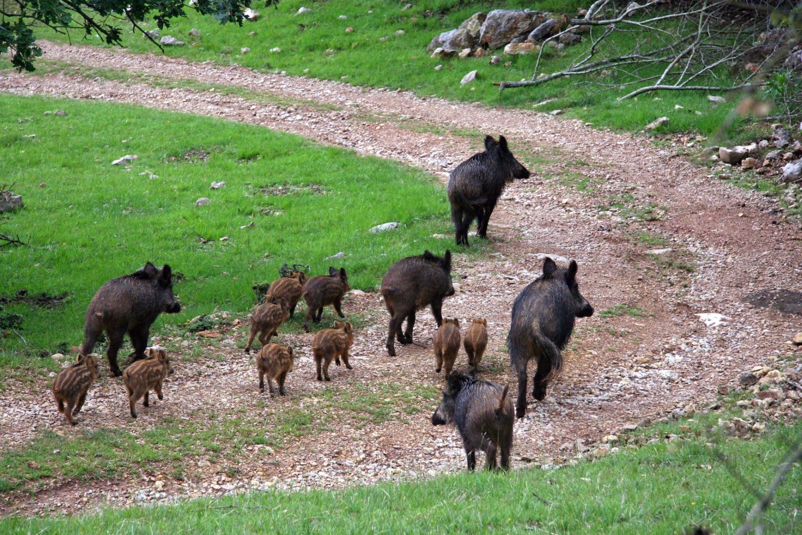 La storica braccata al cinghiale, una grande tradizione in pericolo |  EnalCaccia delegazione Toscana